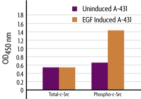 Measurement of phosphorylated c-Src (Y418) and total c-Src using the FACE c-Src Cell Based ELISA (In Cell Western) method.