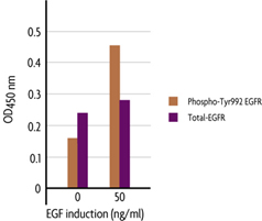 Measurement of phosphorylated EGFR (Y992) and total EGFR using the FACE EGFR Cell Based ELISA (In Cell Western) method.