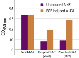 Measurement of phosphorylated ErbB-2 (Y877), phosphorylated ErbB-2 (Y1248) and total ErbB-2 using the FACE ErbB-2 (Y877) and FACE ErbB-2 (Y1248) Cell Based ELISAs (In Cell Westerns).