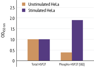 Measurement of phosphorylated HSP27 (S82) and total HSP27 using the FACE HSP27 Cell Based ELISA (In Cell Western) method.