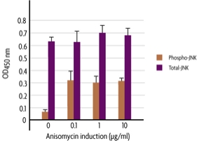 Measurement of phosphorylated JNK (T183/Y185) and total JNK using the FACE JNK Cell Based ELISA (In Cell Western) method.