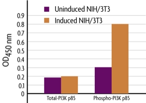 Measurement of phosphorylated PI3 Kinase p85 (YXXM) and total PI3 Kinase p85 using the FACE PI3 Kinase p85 Cell Based ELISA (In Cell Western) method.