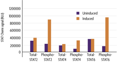Measurement of phosphorylated STAT2 (Y689) and total STAT2 using the FACE STAT2 Cell Based ELISA (In Cell Western) method.