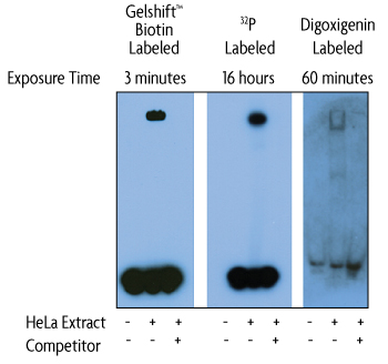 Gelshift chemiluminescent EMSA compared with radiolabeled and digoxigenin labeled assay kits