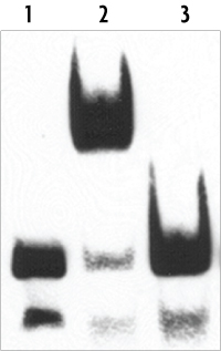 The Gelshift Electrophoretic Mobility Shift EMSA Kit control transcription factor-DNA binding reactions