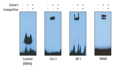 Sensitivity of Gelshift Chemiluminescent EMSA Kit on four different DNA-protein binding complexes