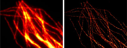 Comparison of conventional widefield microscopy and GSDIM microscopy using Chromeo 488 Goat anti-mouse IgG secondary antibody