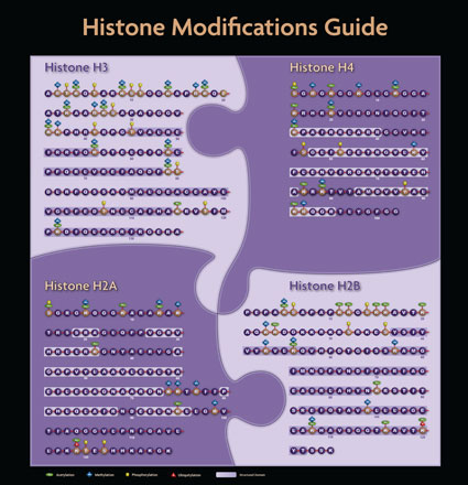 Histone Modifications.