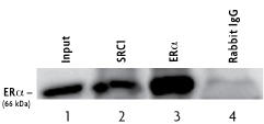 Co-Immunoprecipitation of a nuclear complex containing SRC-1 and ER alpha from MCF-7 cell nuclear extract using the Universal Magnetic Co-IP Kit
