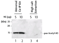 Detection of acetylated Histone H3 in HeLa cell nuclear extract made using the Universal Magnetic Co-IP Kit