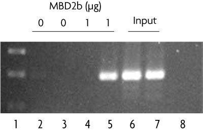 Fully Methylated Jurkat DNA