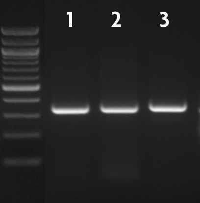 Agarose gel analysis