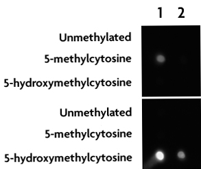 Dot blot analysis