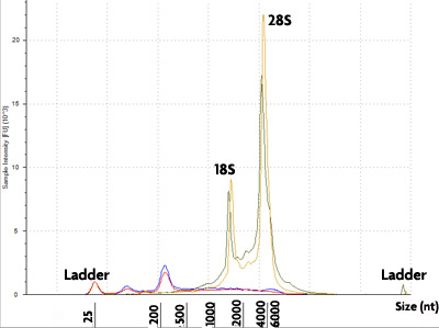 TapeStation trace of cytoplasmic RNA isolated with the RNA Subcellular Isolation Kit