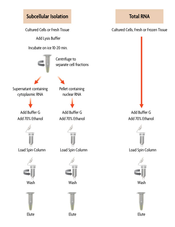 Flow Chart of the RNA Subcellular Isolation Kit which can efficiently purify nuclear, cytoplasmic and total RNA from cells and tissues