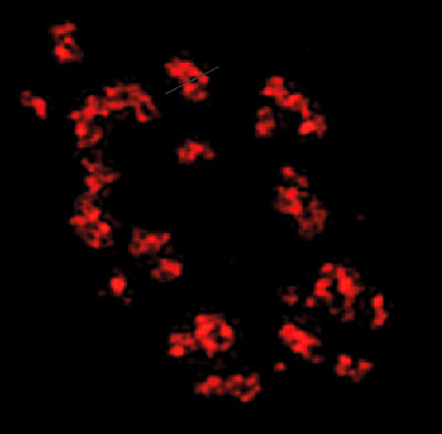 Staining of Bruchpilot in Drosophila larvae with fluorescent Chromeo 488 dye using the Leica TCS STED CW system