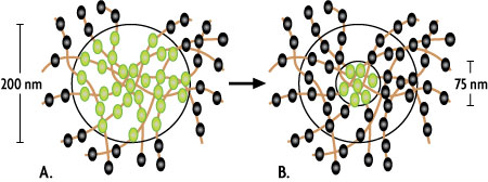 Reduction in size of the emitting spot in STED vs. confocal microscopy