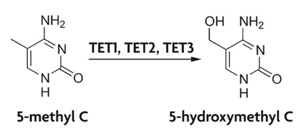 TET converts 5-mC into 5-hmC.