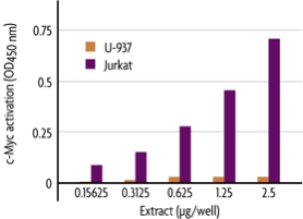 Measurement of c-Myc activity