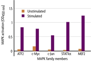 TransAM MAPK data