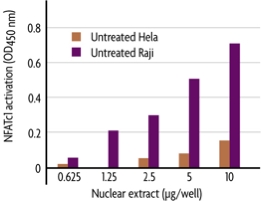 Monitoring NFATc1 activation