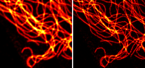 Confocal and STED microscopy images of cells co-stained with microtubulin and Chromeo 488 Goat anti-rabbit IgG