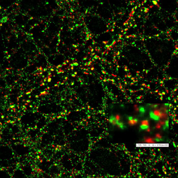Two-color STED microscopy staining in nerve cell dendrites of the pre-synaptic Bassoon protein with ATTO 647N and the post-synaptic Homer with Chromeo 494