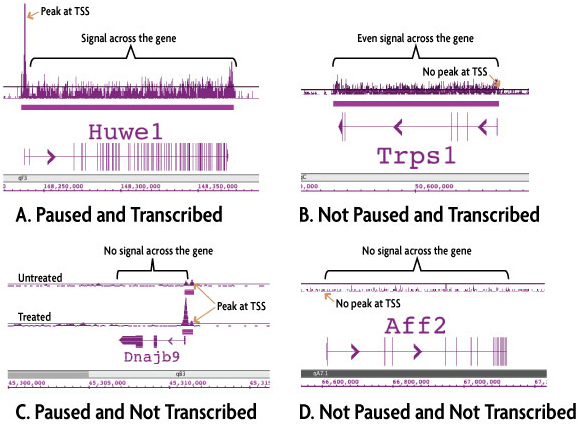 ChIP-Seq data generated by Active Motif Epigenetic Services shows four distinct transcription patterns based on RNA Pol II occupancy