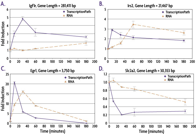 TranscriptionPath data generated by Active Motif Epigenetic Services shows that it is better than mRNA methods at detecting changes in gene expression at early time points