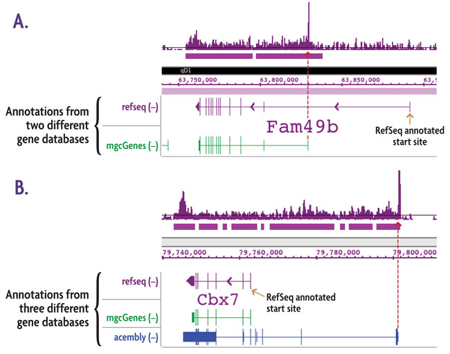 TranscriptionPath-Seq data generated by Active Motif Epigenetic Services reveals alternate transcription start sites (TSSs)