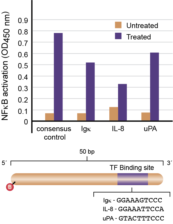 TransAM NFkB Flexi data