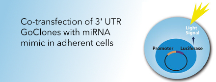 Video: Identifying Targets of Human microRNAs with the LightSwitch Luciferase Assay System using 3´UTR-reporter constructs and a microRNA mimic in adherent cells