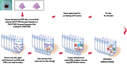 Flow chart of ChIP-IT FFPE II Kit
