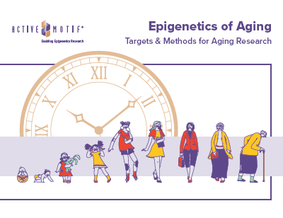 Epigenetics of Aging eBook