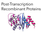 Post Transcription Recombinant Proteins