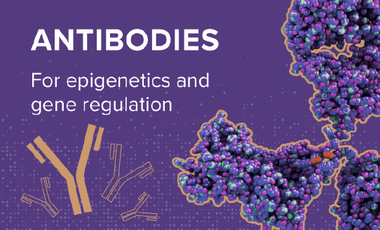 All Antibodies