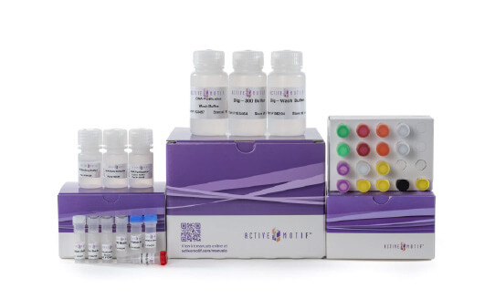CUT&Tag-IT Express Assay Kit
