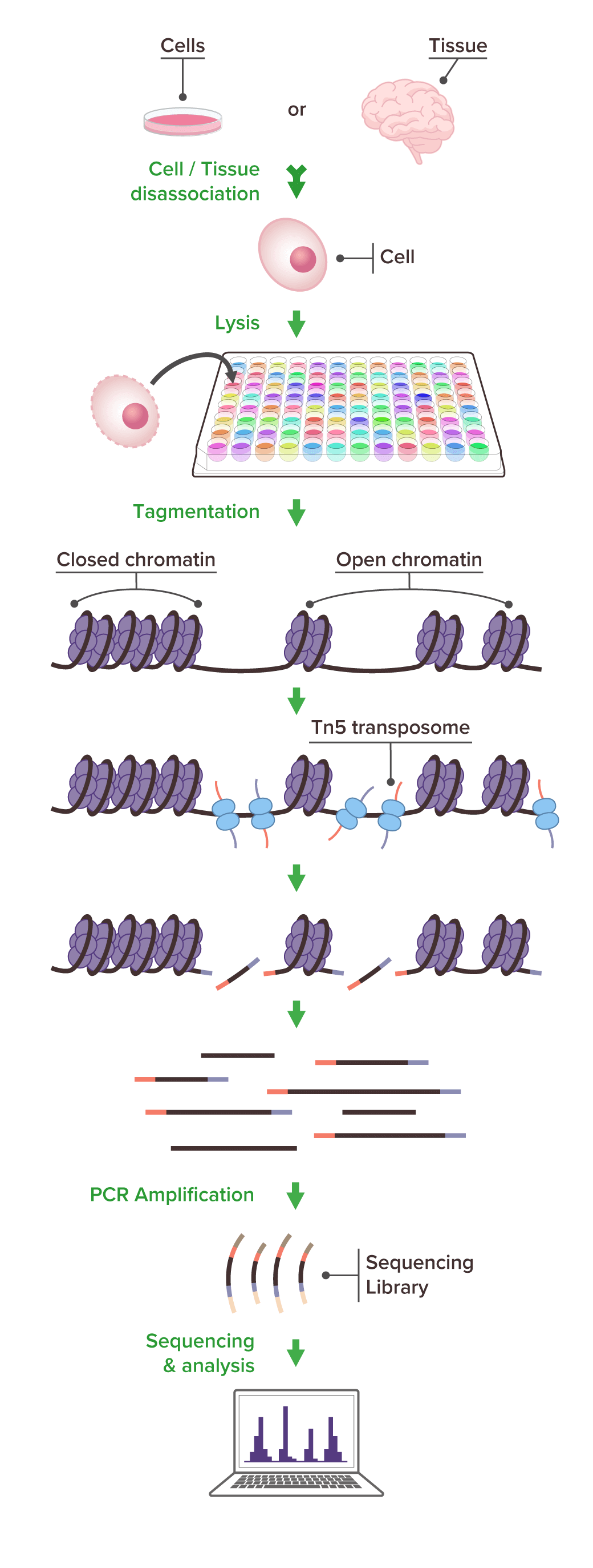 High-Throughput ATAC-Seq Express