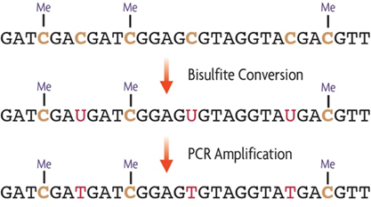 DNA sequence following bisulfite conversion and PCR amplification