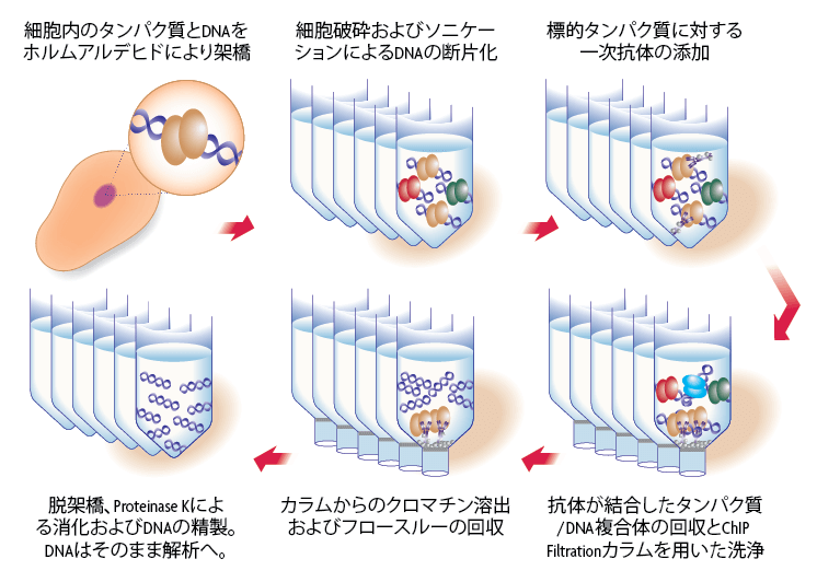 chip it high sensitivity 転写因子抗体や幹細胞試料を用いたchip解析が可能なキット