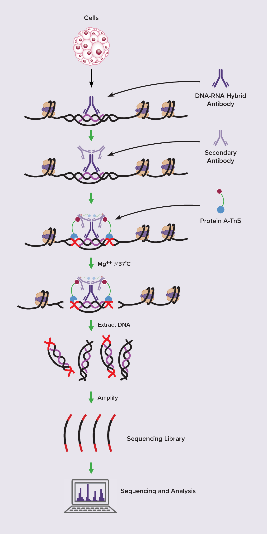 How the CUT&Tag-IT R-loop Assay Works