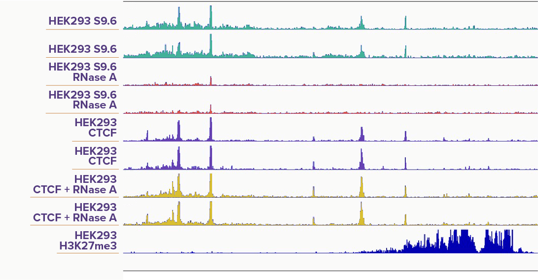 CUT&Tag-IT R-loop Assay Kit Specifically Detects R-loops RNase A Treatment