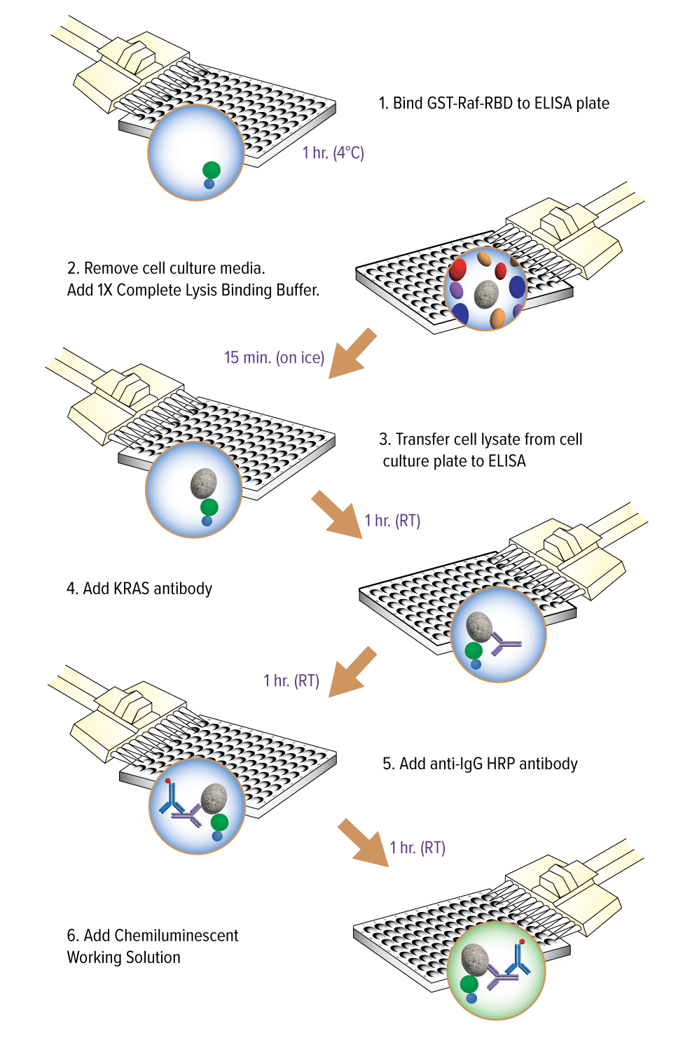 Flow Chart of KRAS In-well Lysis ELISA Kit