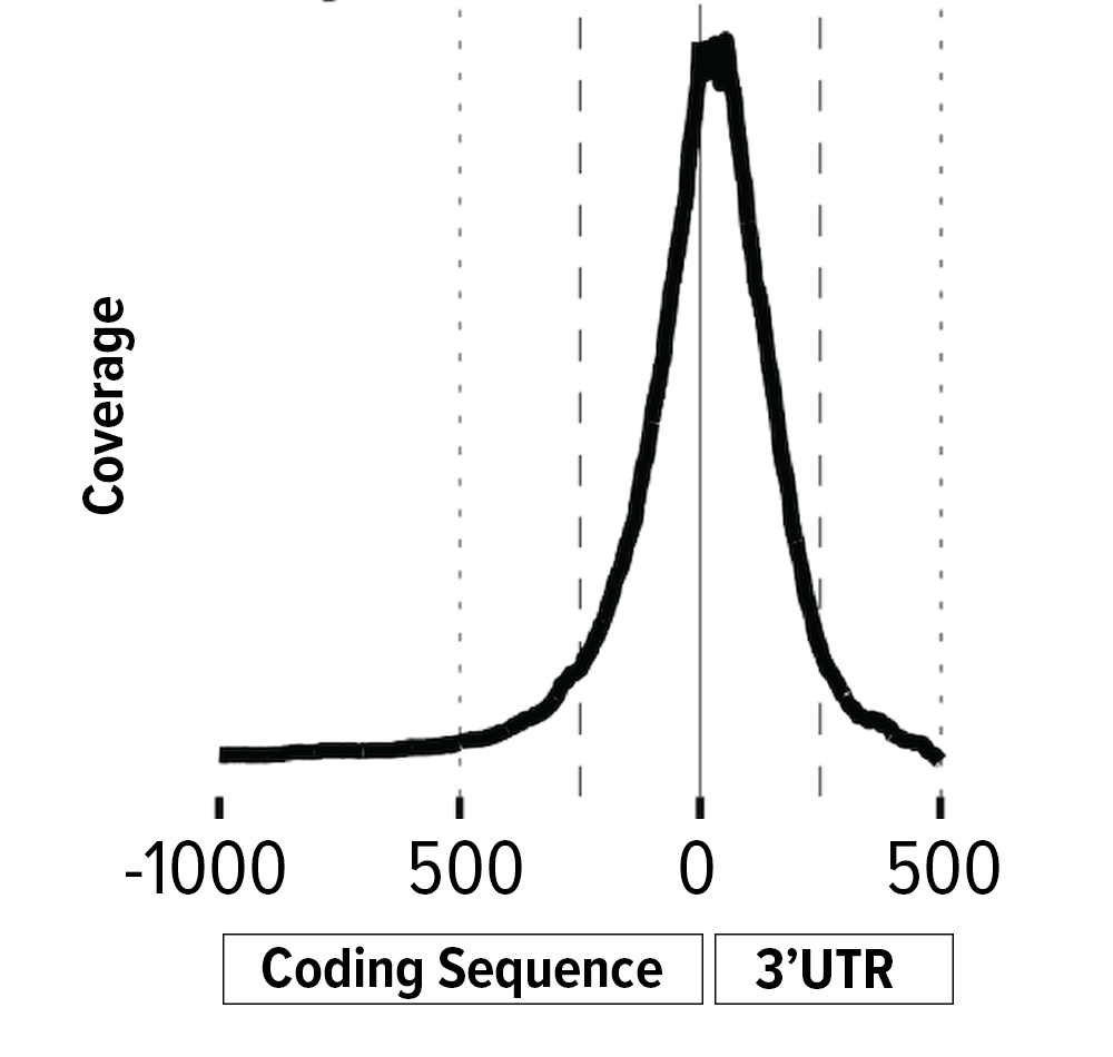 3’ Digital Gene Expression (3’DGE) Sequencing