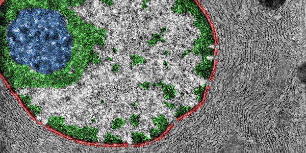 Mass Spec Cells
