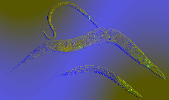 Regulation of Fertility