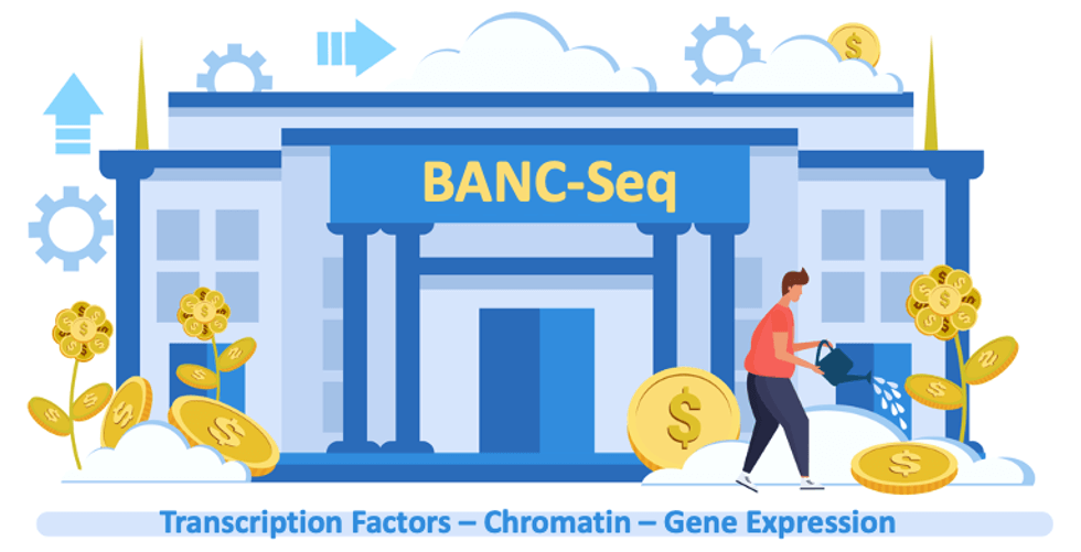 BANC-Seq for transcription factors