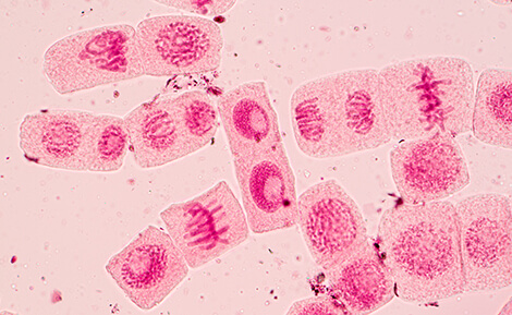 Mitosis