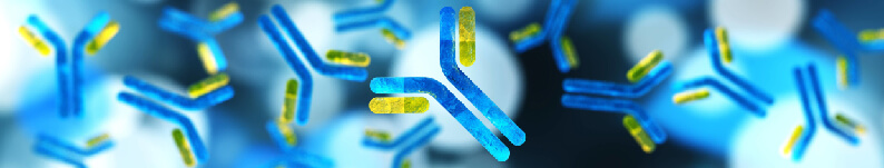 Antibodies