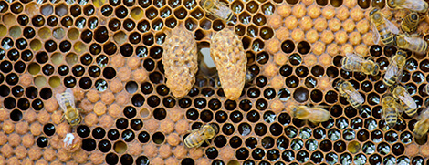 Queen Bee Cup